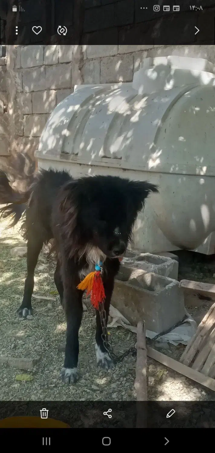 سگ قدرجونی قدریجونی|سگ|مرودشت, ثبت احوال|دیوار