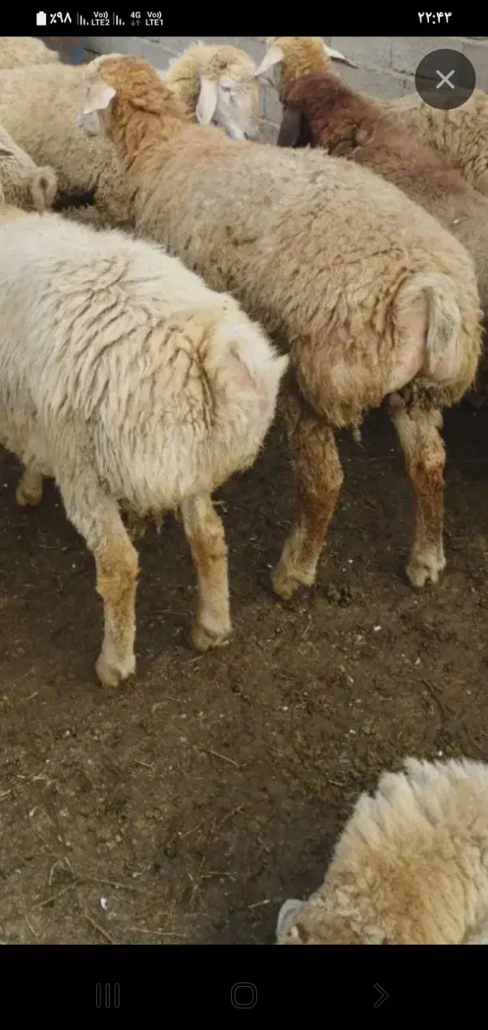 بره|حیوانات مزرعه|پارس‌آباد, |دیوار