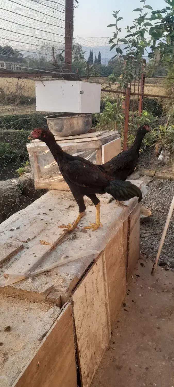 جوجه لاری|حیوانات مزرعه|ماسال, |دیوار