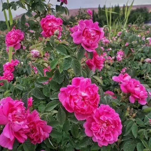 نهال گلمحمدی|گل و گیاه طبیعی|کشکسرای, |دیوار