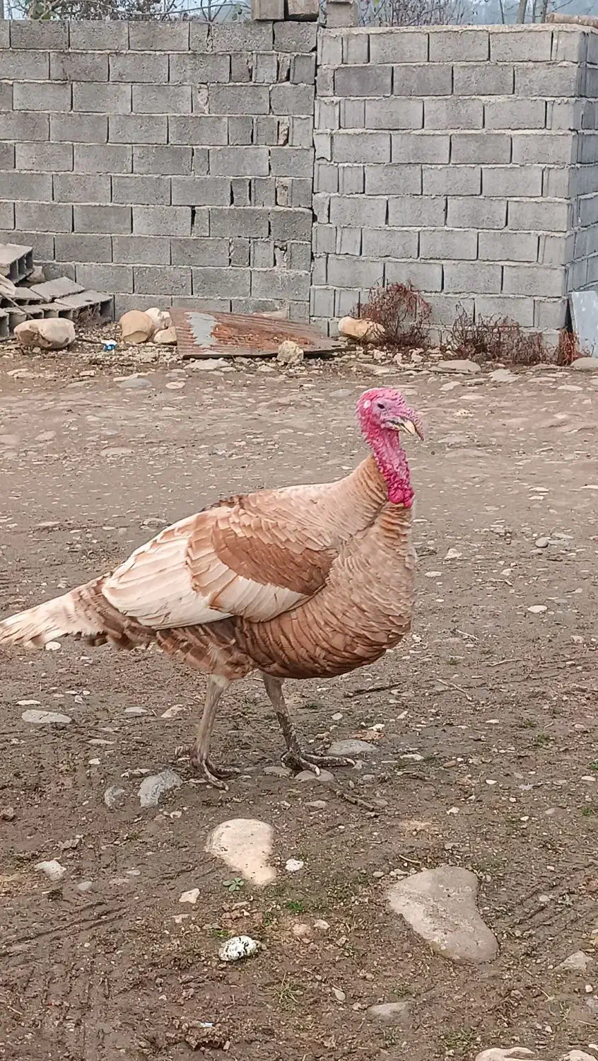 بوقلمون نر و ماده|حیوانات مزرعه|گلوگاه بابل (گلیا), |دیوار