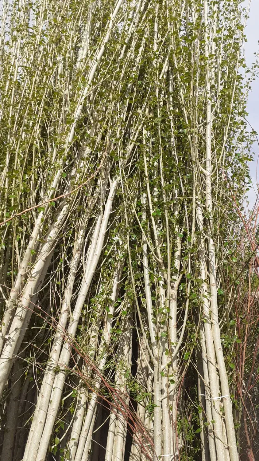 گردو|خدمات باغبانی و درختکاری|شیراز, محمدیه|دیوار