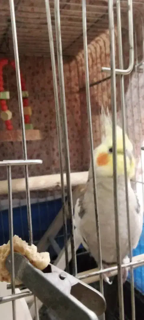 عروس هلندی نر آواز خان|پرنده|رشت, منظریه|دیوار