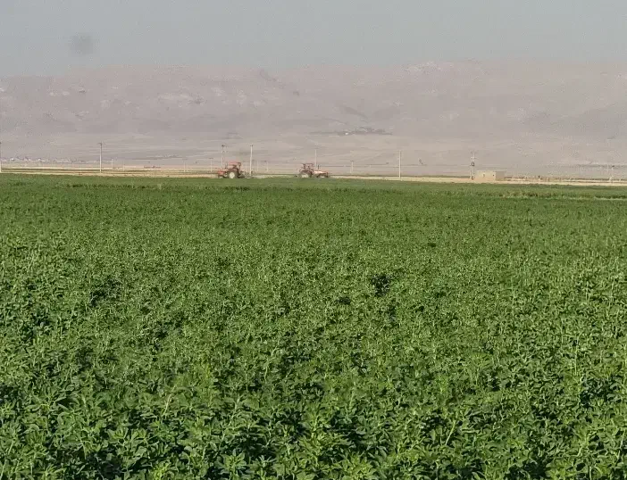 فروش یونجه انباری،جو وبذریونجه|خدمات باغبانی و درختکاری|شراء, |دیوار