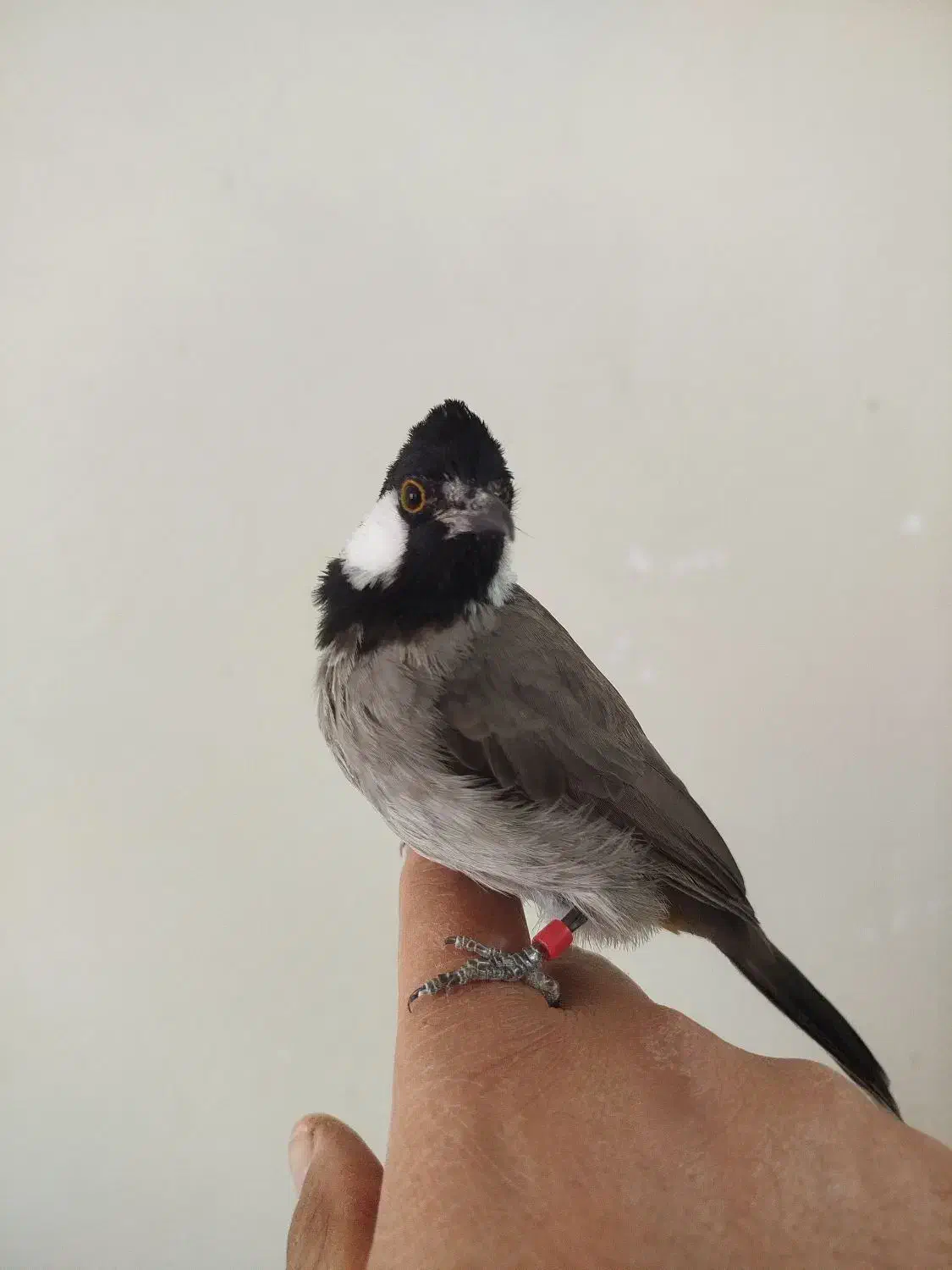 طوطی برزیلی.|پرنده|اهواز, شهرک الهیه|دیوار