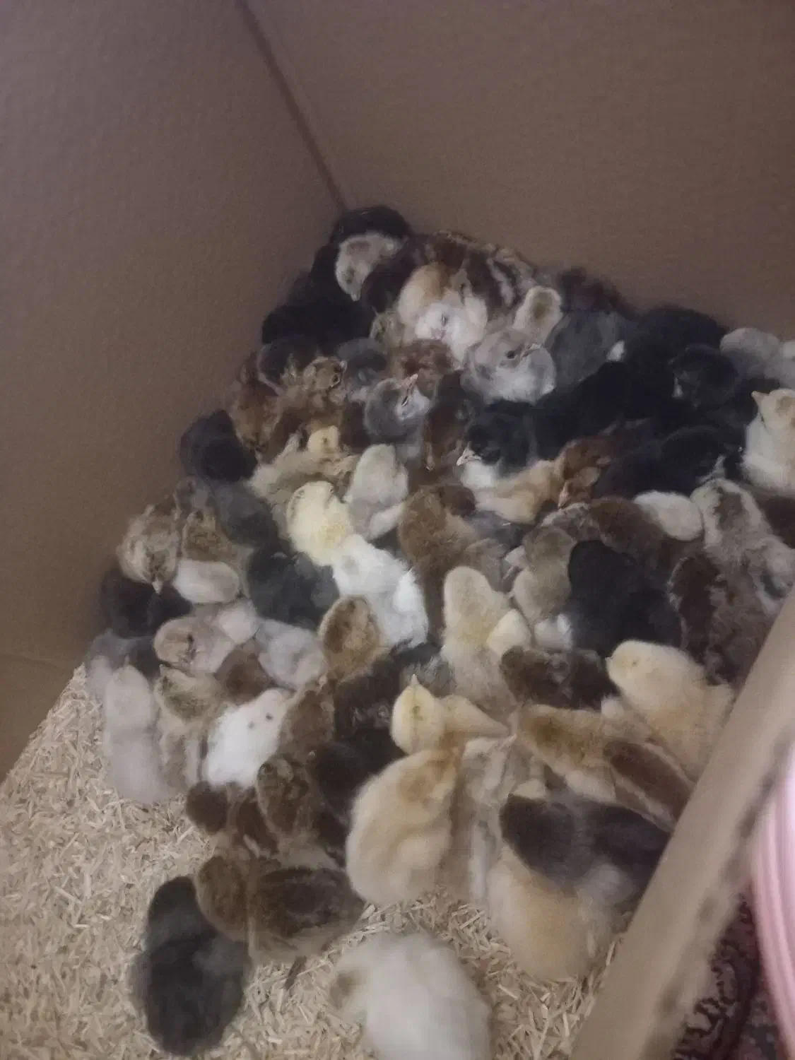 جوجه|حیوانات مزرعه|گتوند, |دیوار