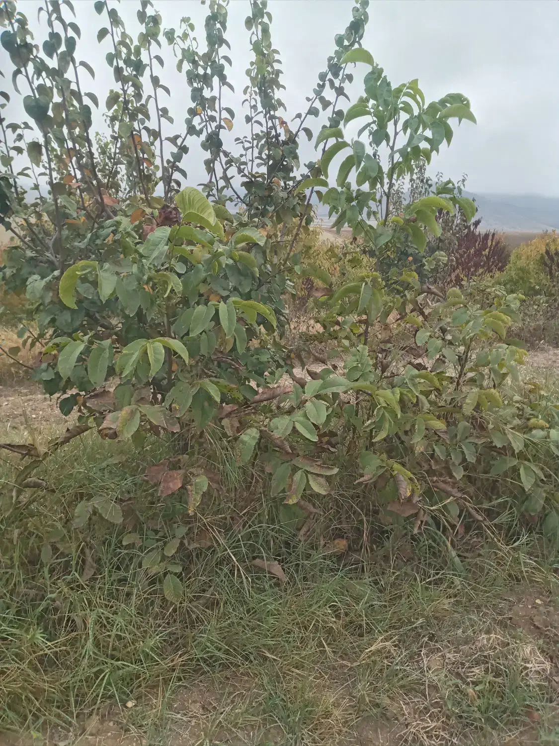 نهال درخت گردو|خدمات باغبانی و درختکاری|انگوت, |دیوار