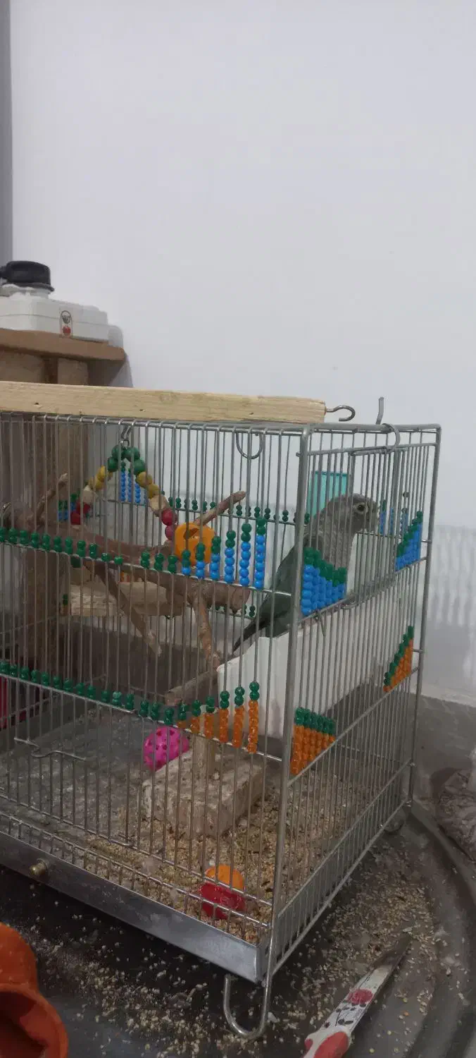 طوطی گرینچیک رنگ خاص|پرنده|شاهین دژ, |دیوار