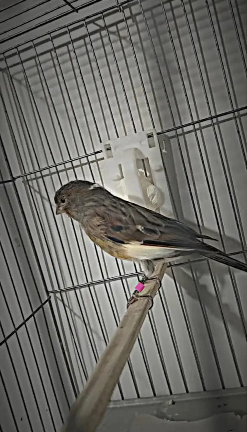 قناری|پرنده|کرج, فاز ۱ مهرشهر|دیوار