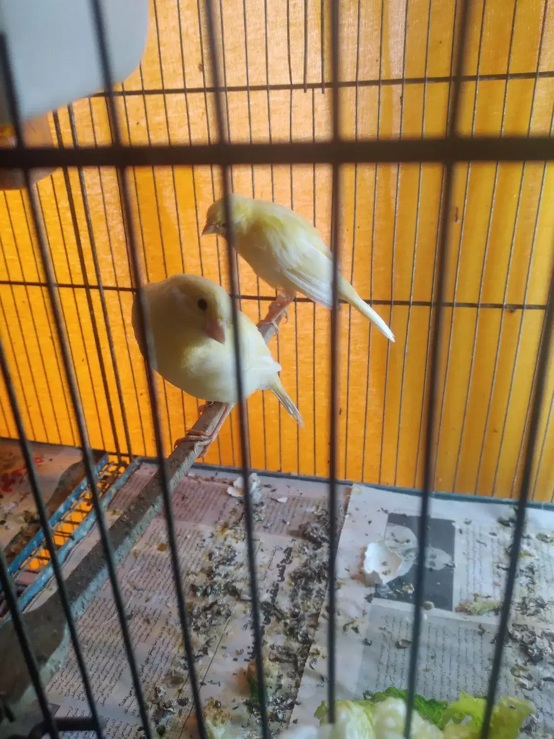 جوجه قناری|پرنده|محمدشهر, ولدآباد|دیوار