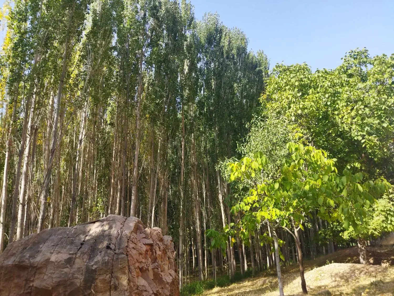 فروش چوب سپیدار|خدمات باغبانی و درختکاری|قوچان, |دیوار