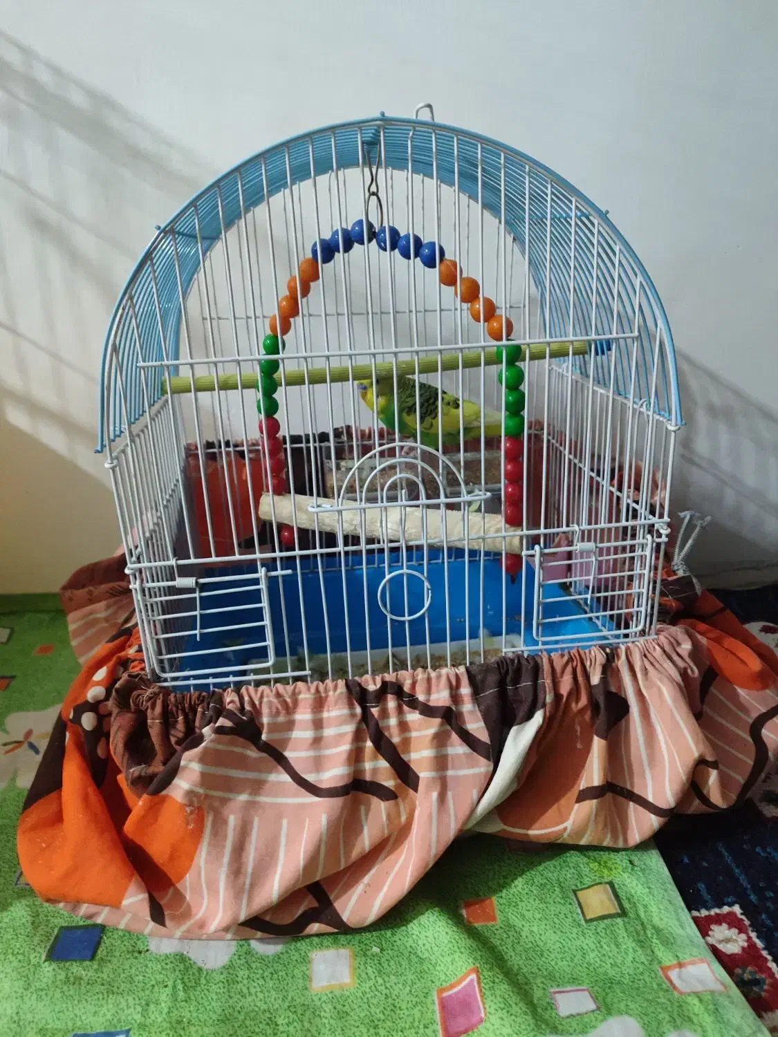 پرنده مرغ عشق|پرنده|رشت, جماران|دیوار