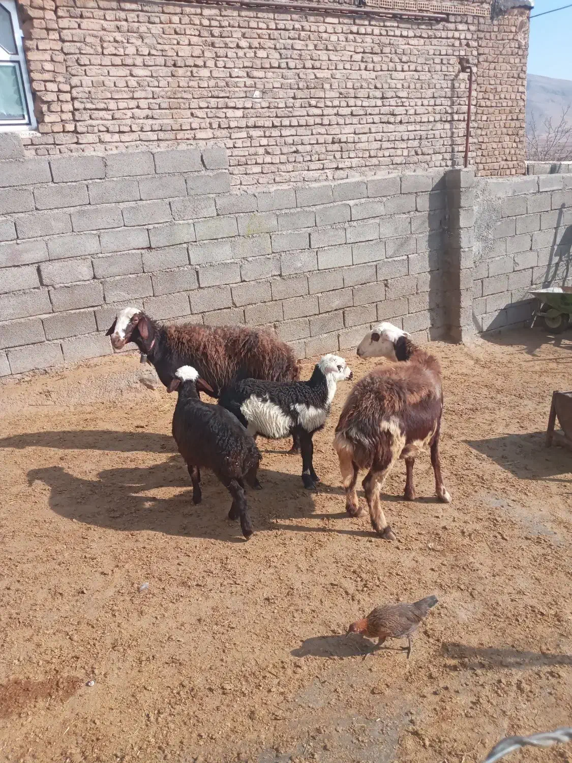 میش وبره پلنگی|حیوانات مزرعه|الشتر, |دیوار