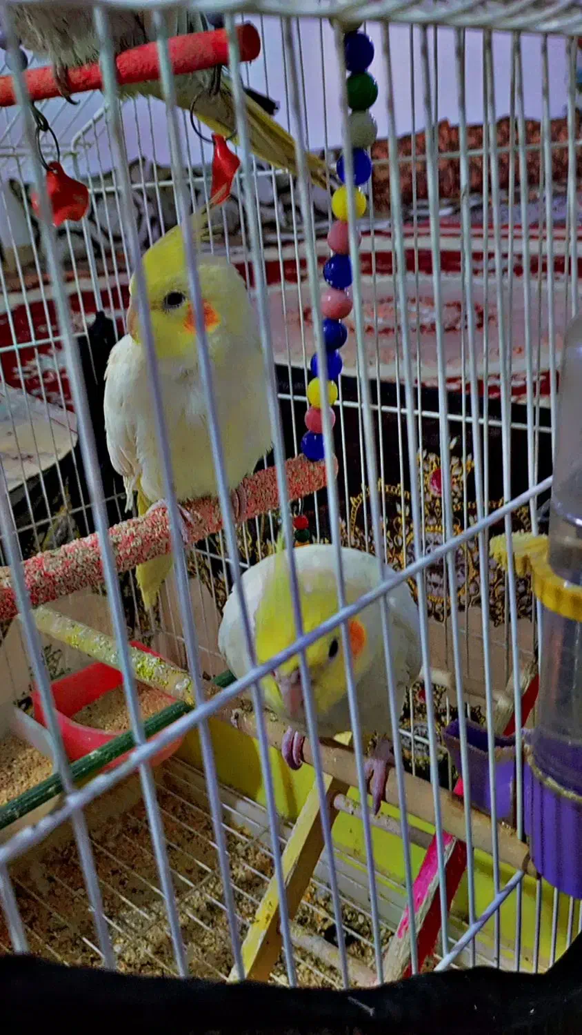 عروس هلندی|پرنده|بناب, |دیوار