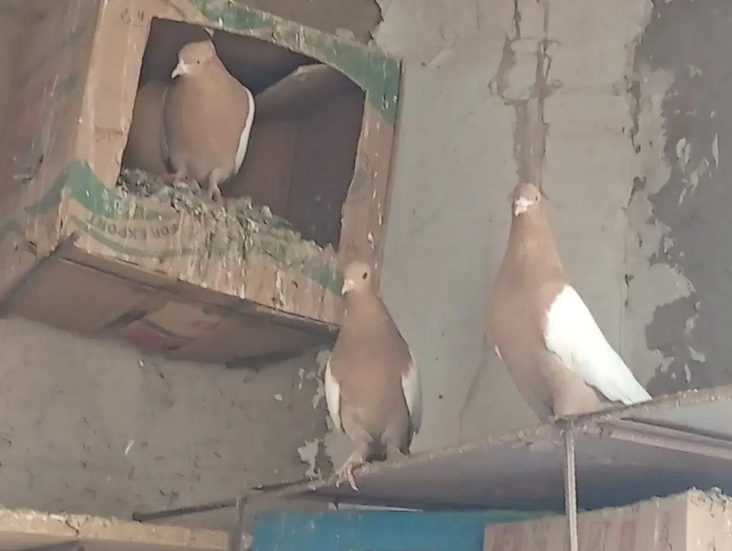 کبوتر|پرنده|میان جلگه, |دیوار