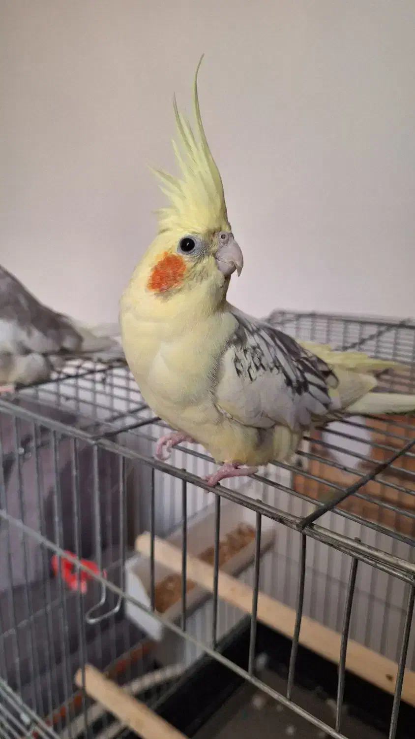 عروس هلندی نرو ماده اماده تخم گذاری|پرنده|اسلامشهر, شهرک سعیدیه|دیوار