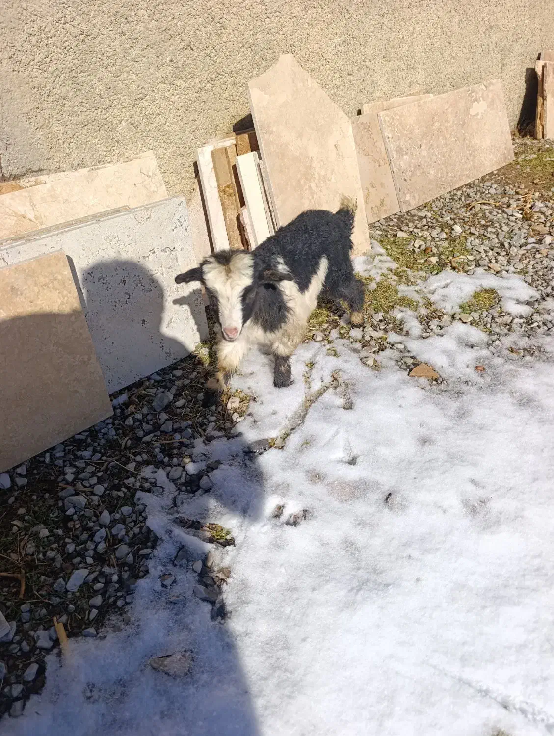 بزغاله|حیوانات مزرعه|ایلام, |دیوار