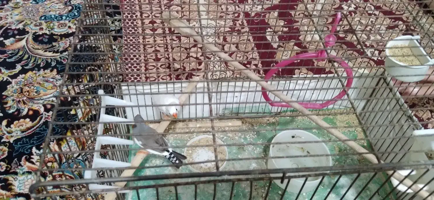 فنج|پرنده|خمین, |دیوار