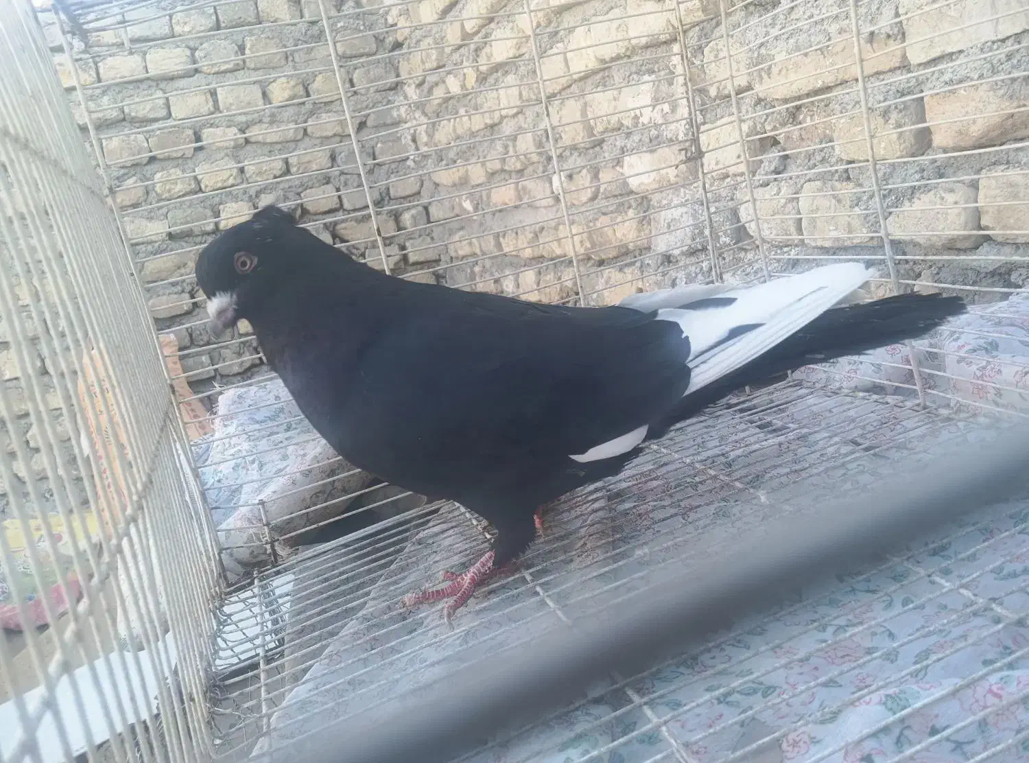 کبوترها|پرنده|شیروان (خراسان), |دیوار