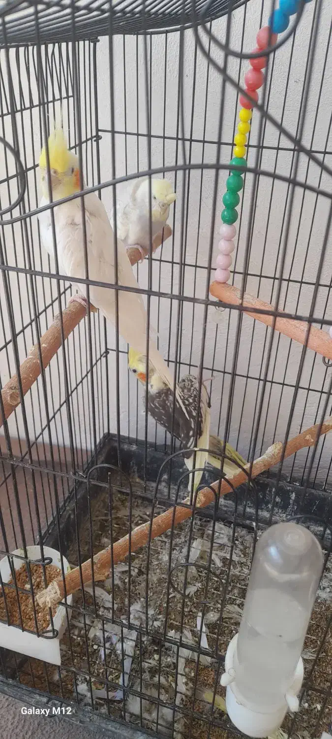 مرغ عشق وعروس هلندی|پرنده|گرگان, |دیوار