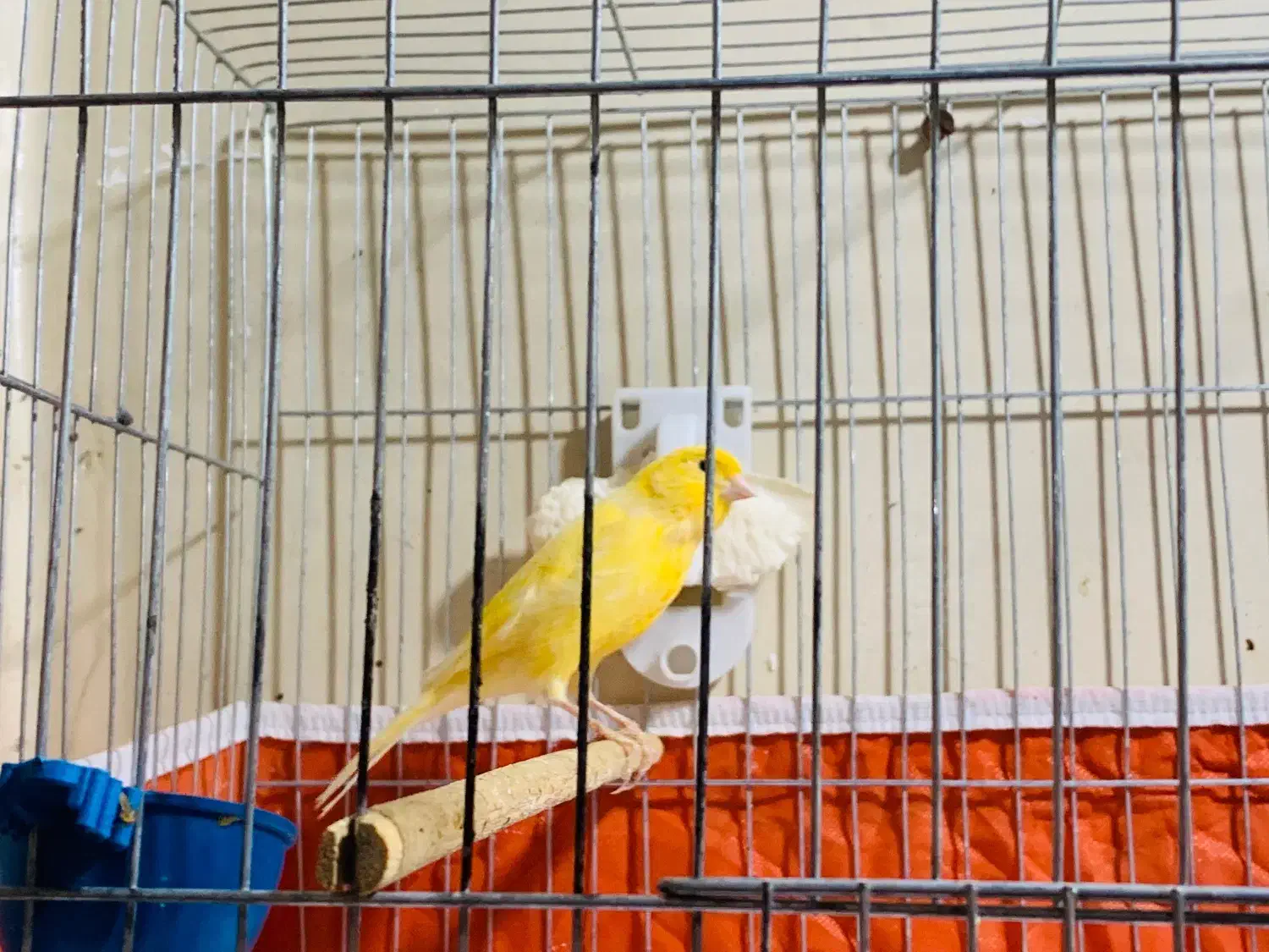 قناری نرمست|پرنده|کارون, |دیوار