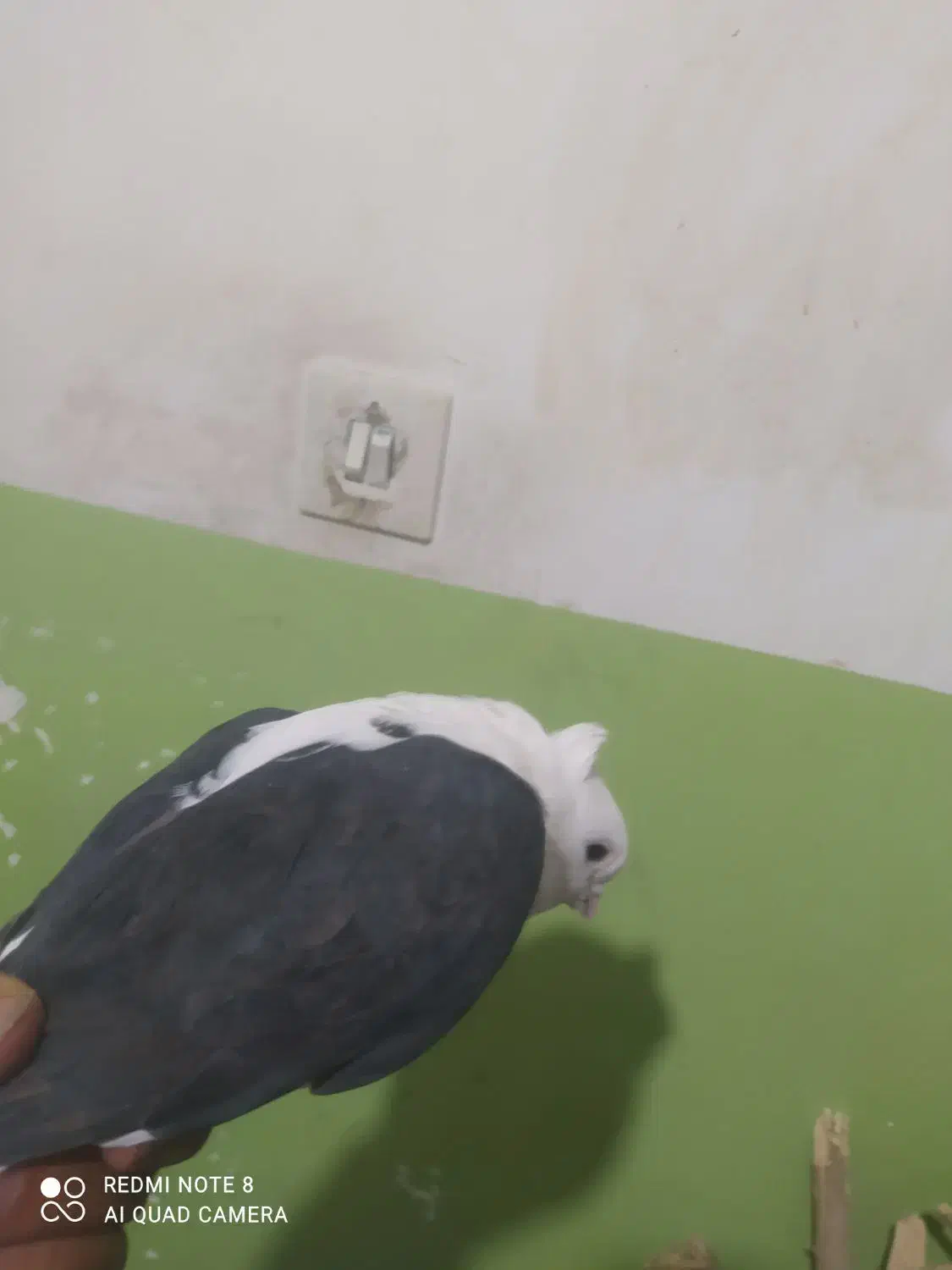 کبوتر دوکت سیاه ماده|پرنده|چرام, |دیوار