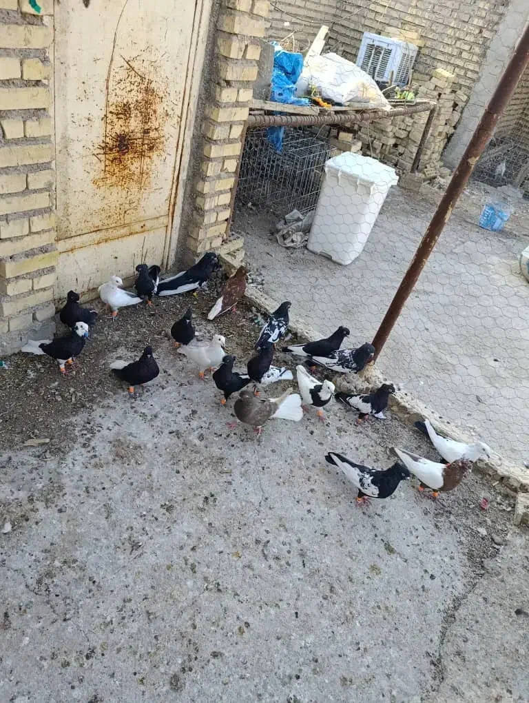 اهواز|پرنده|اهواز, گلدشت|دیوار