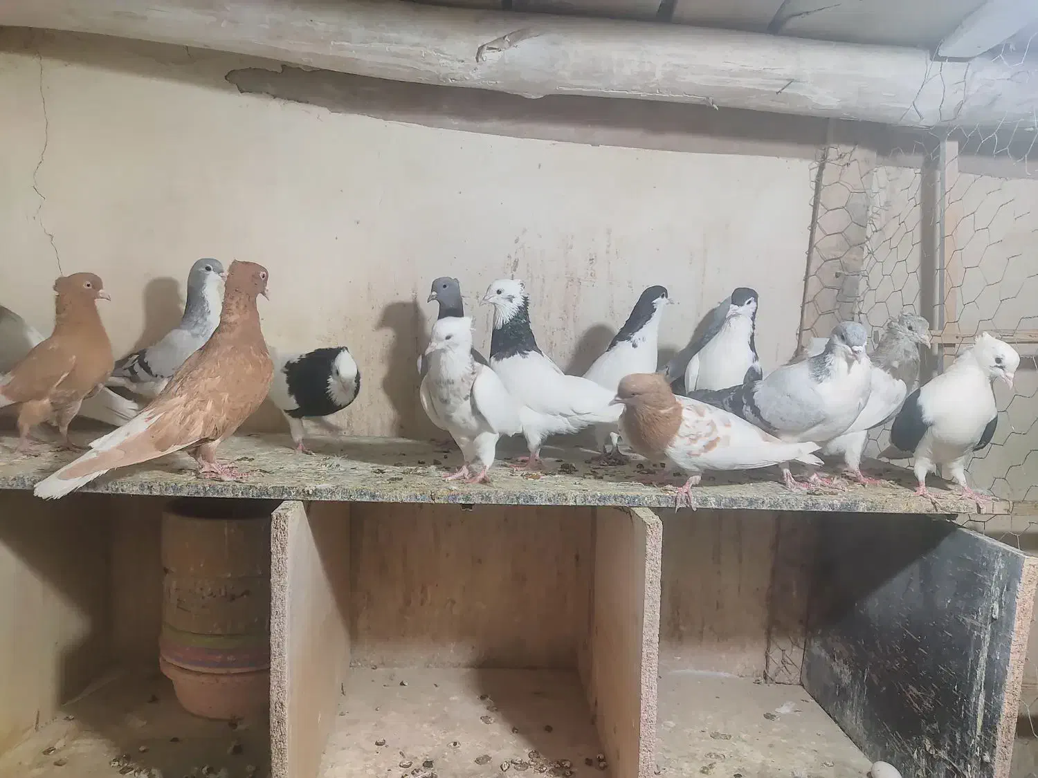 کبوتر رنگی|پرنده|اقبالیه, |دیوار