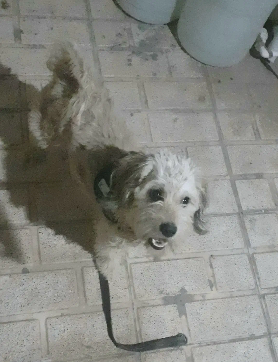 سگ تربیت شده شناسنامه دار|سگ|پاکدشت, پاکدشت (مامازند)|دیوار