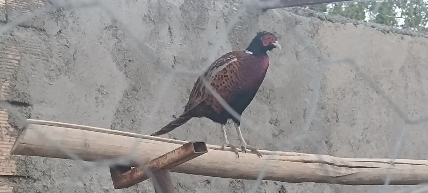 مرغ امریکایی شاخ دار|پرنده|سبزوار, شهرک جهاد|دیوار