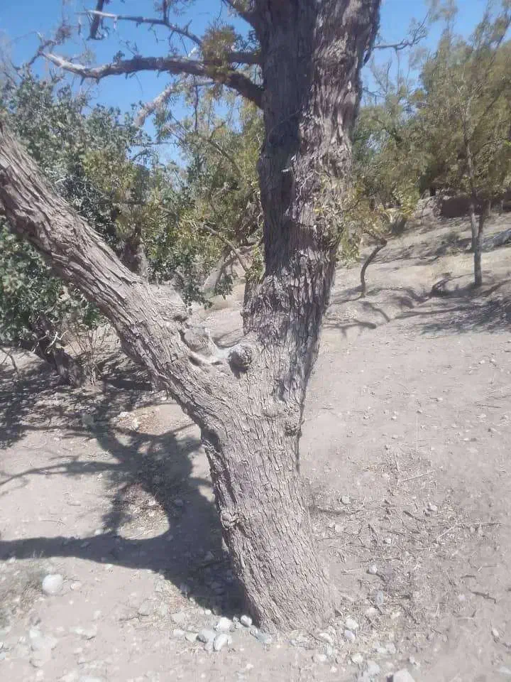 خرید و برش درختان در محل|خدمات باغبانی و درختکاری|بیرجند, |دیوار