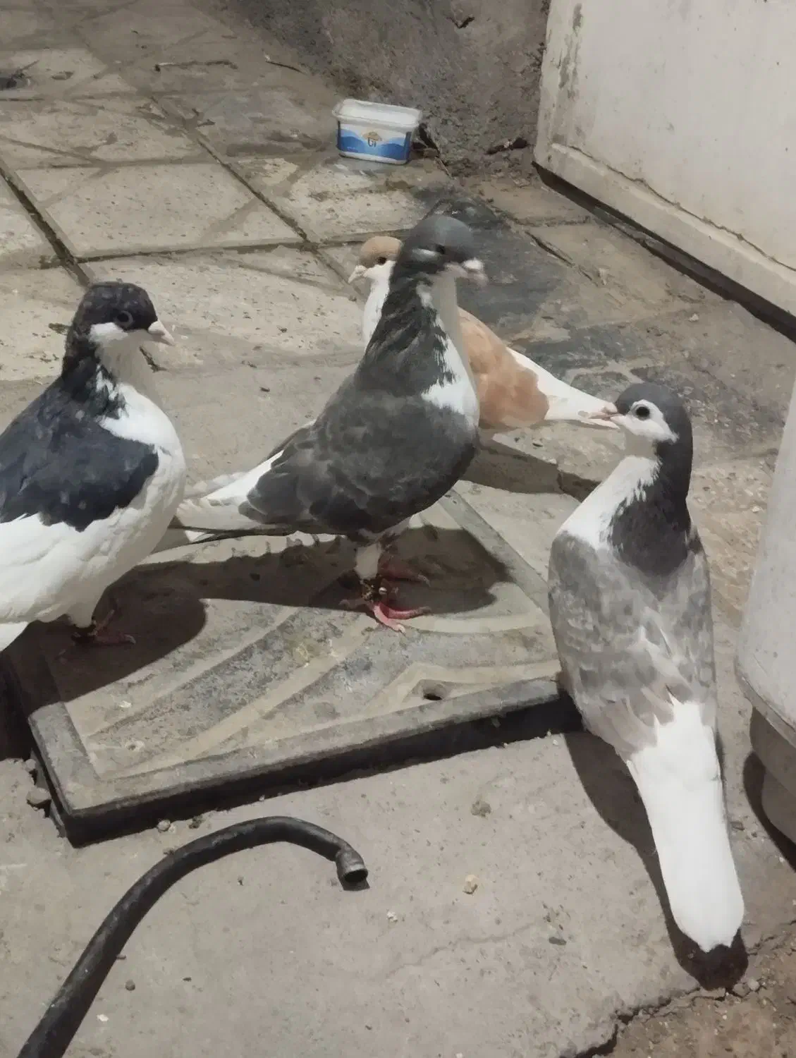 ساده|پرنده|مشهد, شهرک مهرگان|دیوار