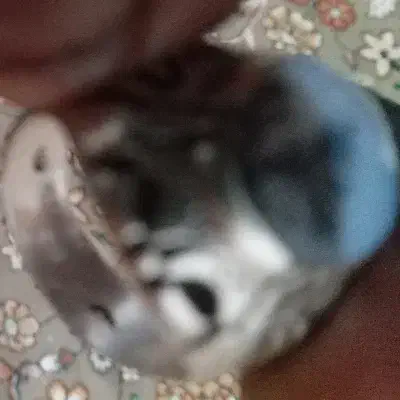 انگشتر شجر قائن کلکسیونی|جواهرات|بروجرد, |دیوار