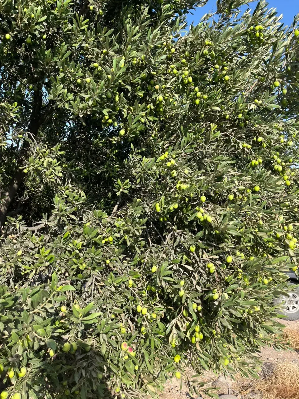 روغن زیتون فرا بکر|خوردنی و آشامیدنی|تهران, بوستان ولایت|دیوار