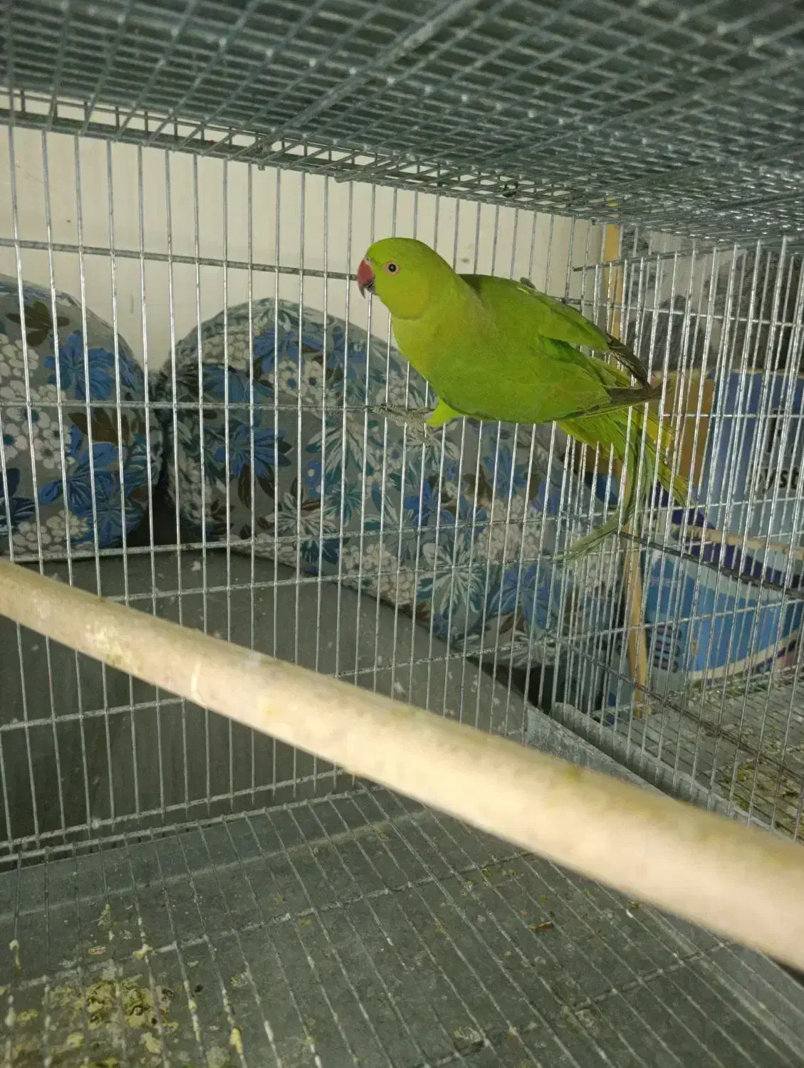 طوطی ملنگو|پرنده|رامسر, |دیوار