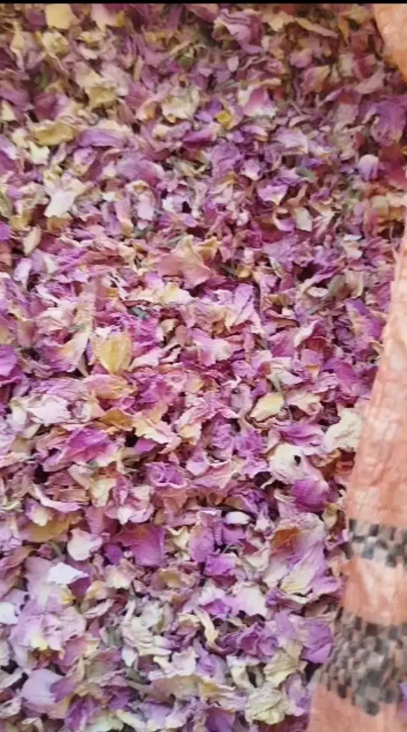 پر گل محمدی|خوردنی و آشامیدنی|شیراز, طلاب|دیوار