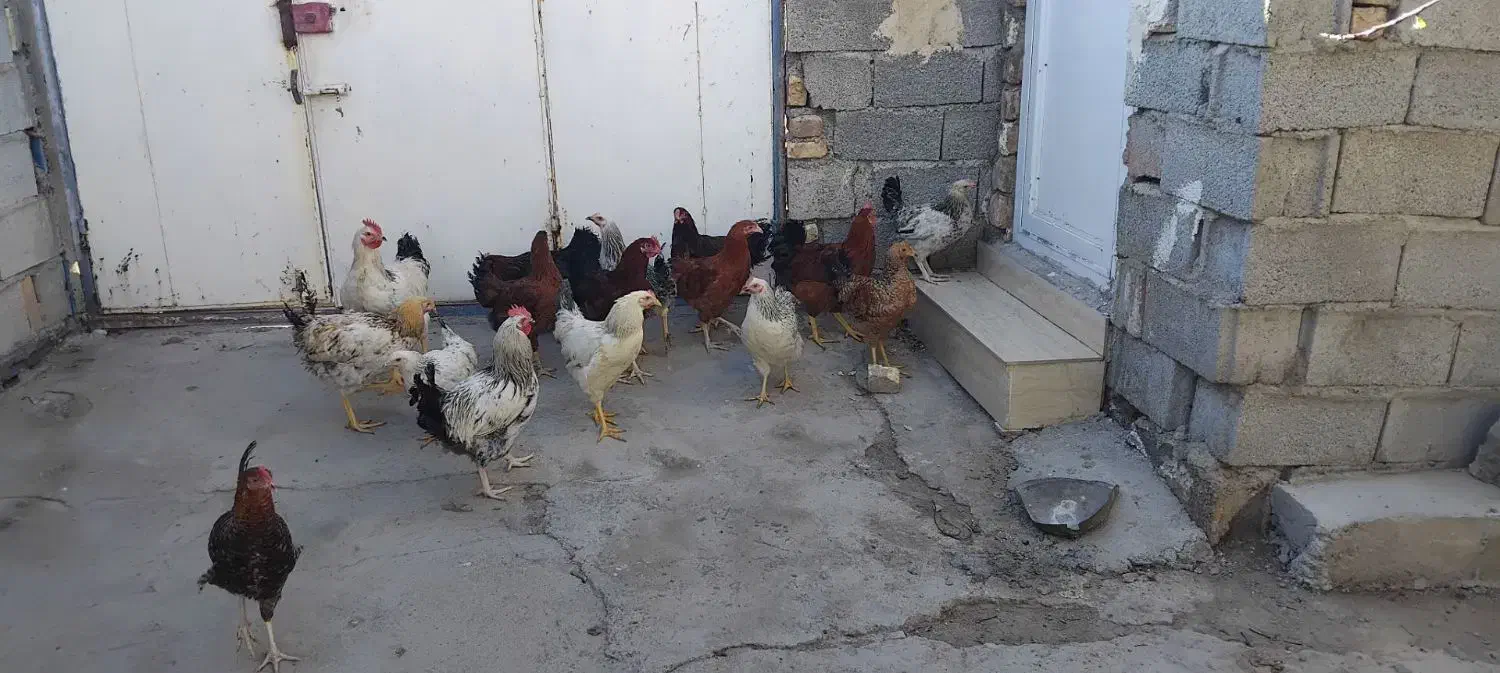 مرغ و خروس|حیوانات مزرعه|اهر, |دیوار