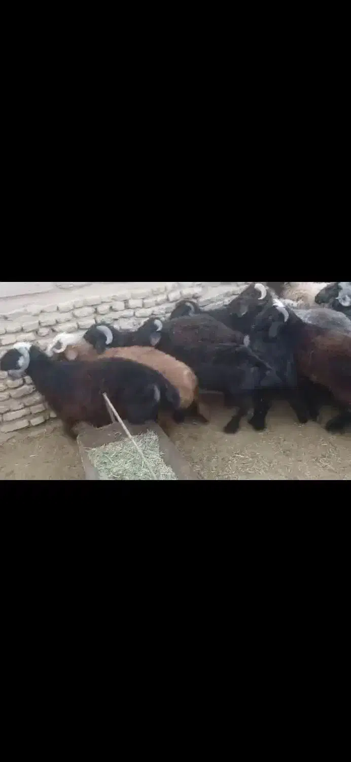 فروش 25راس بره 18راس نر 7راس ماده|حیوانات مزرعه|زرین دشت (فارس), |دیوار