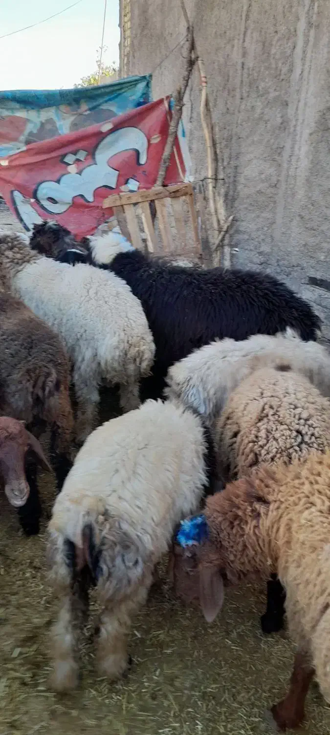 ۴۸بره پروارکم دنبه|حیوانات مزرعه|حمیل, |دیوار