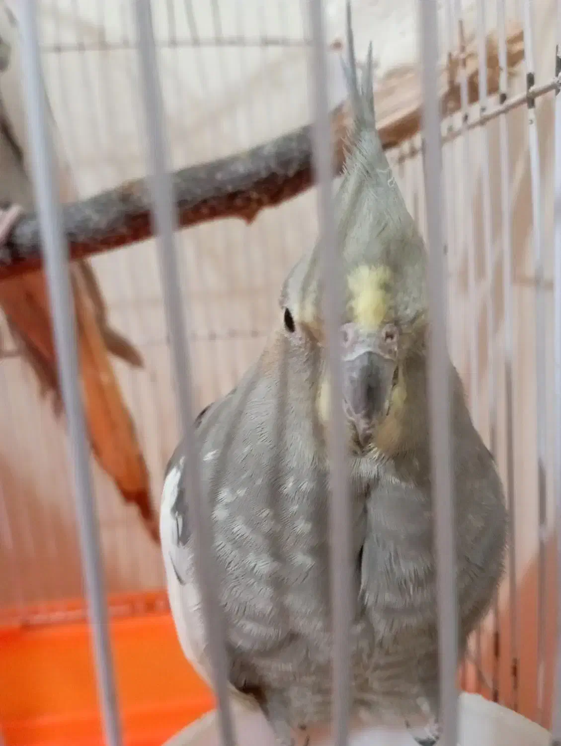 عروس هلندی|پرنده|فردیس, شهرک شهید حسینی|دیوار