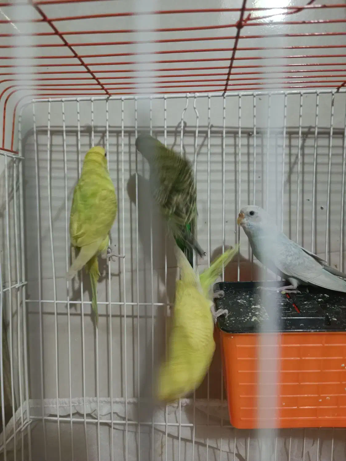 ۴ عدد مرغ عشق (۲ جفت) با قفس|پرنده|فردیس, شهرک وحدت|دیوار