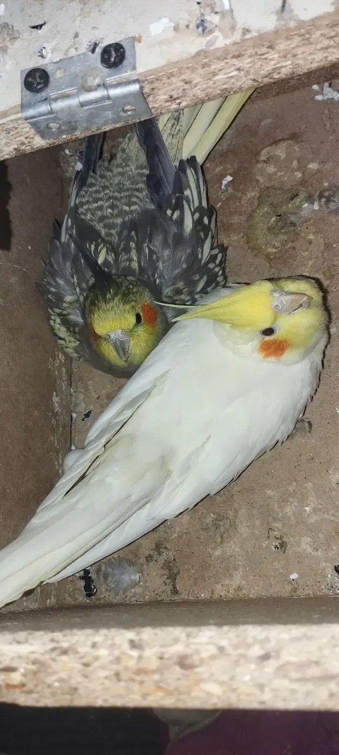 طوطی|پرنده|جلگه شوقان, |دیوار