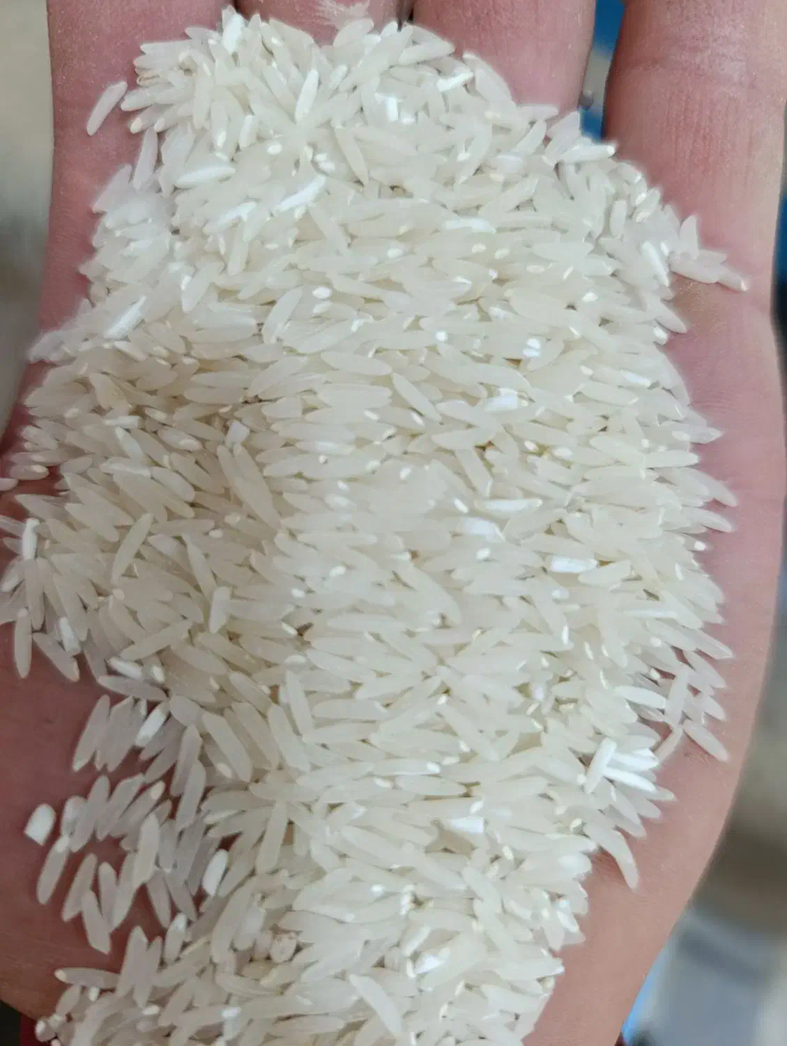 برنج درجه یک فجر طارم|خوردنی و آشامیدنی|گیلان غرب, |دیوار