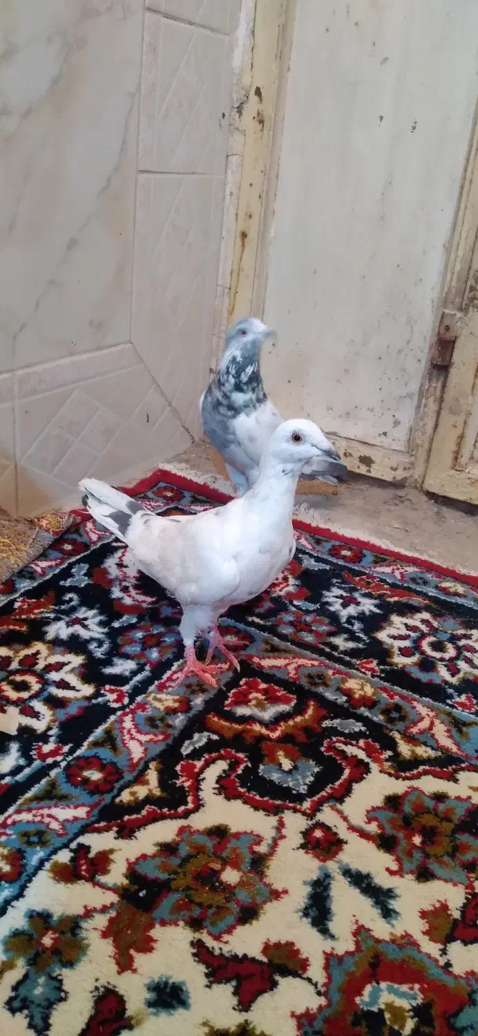 اسباب بازی کبوتر ۲ تا|اسباببازی بچه|زابل, |دیوار