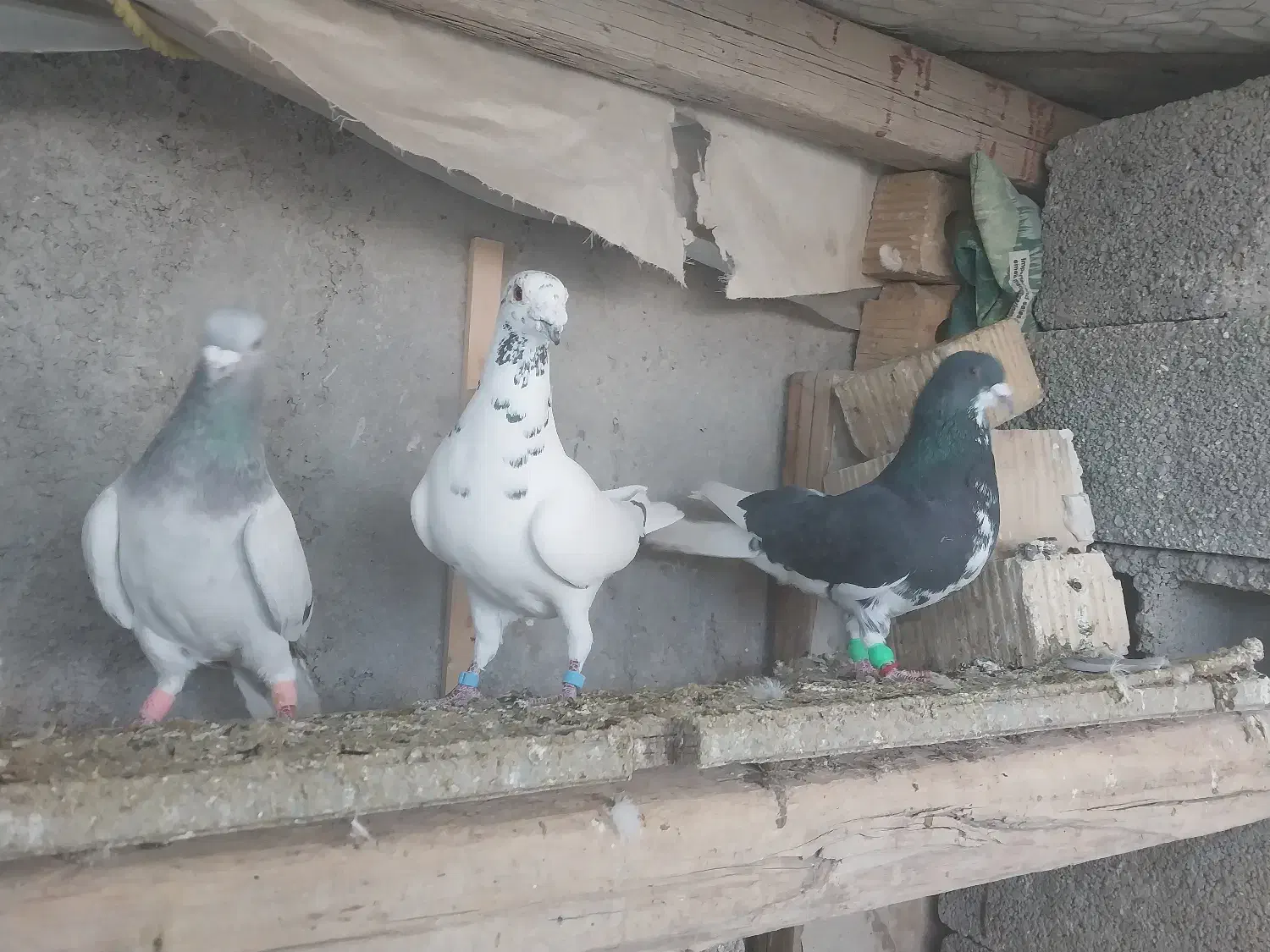 کبوتر|پرنده|مرودشت, ولایت|دیوار