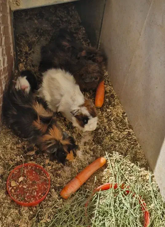 خوکچه هندی|موش و خرگوش|شهرکرد, |دیوار