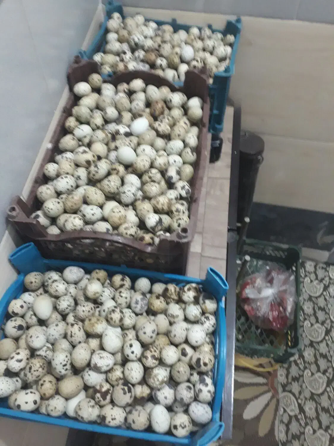 تخم بلدرچین|خوردنی و آشامیدنی|قم, حنیف نژاد|دیوار