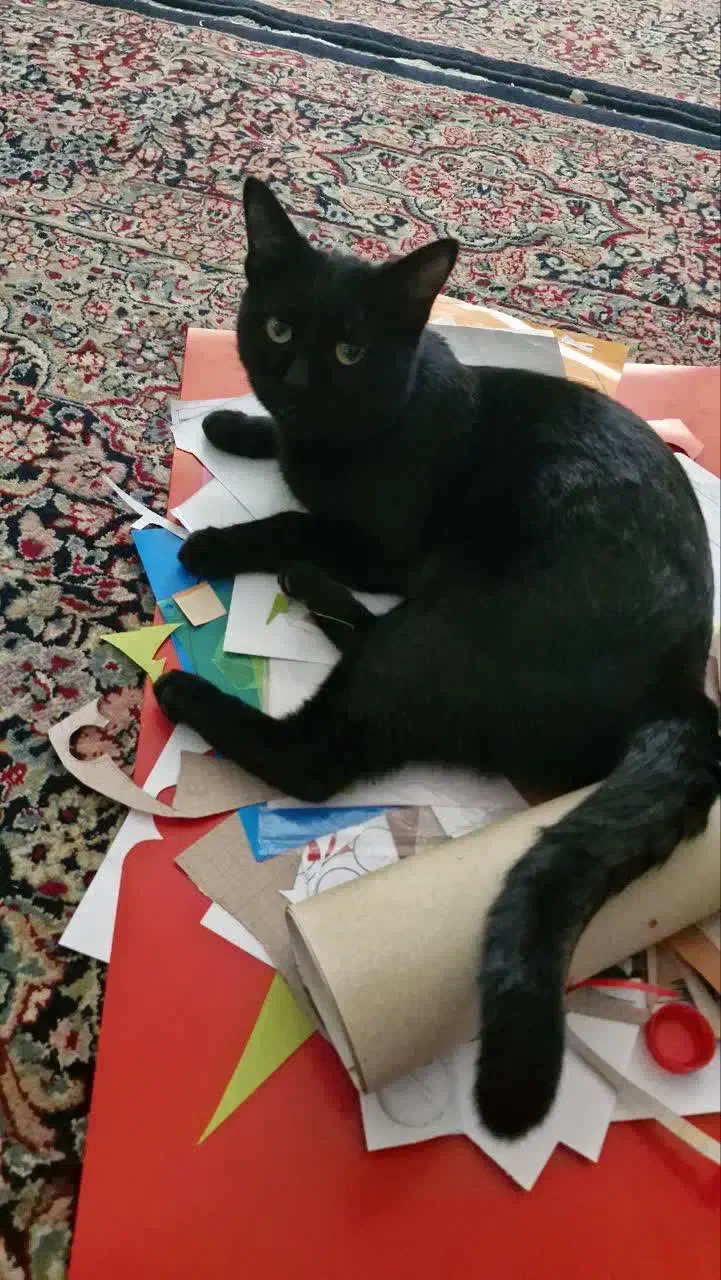 گربه خانگی گمشده، کمک کنید پیدا بشه|حیوانات|کرمان, |دیوار