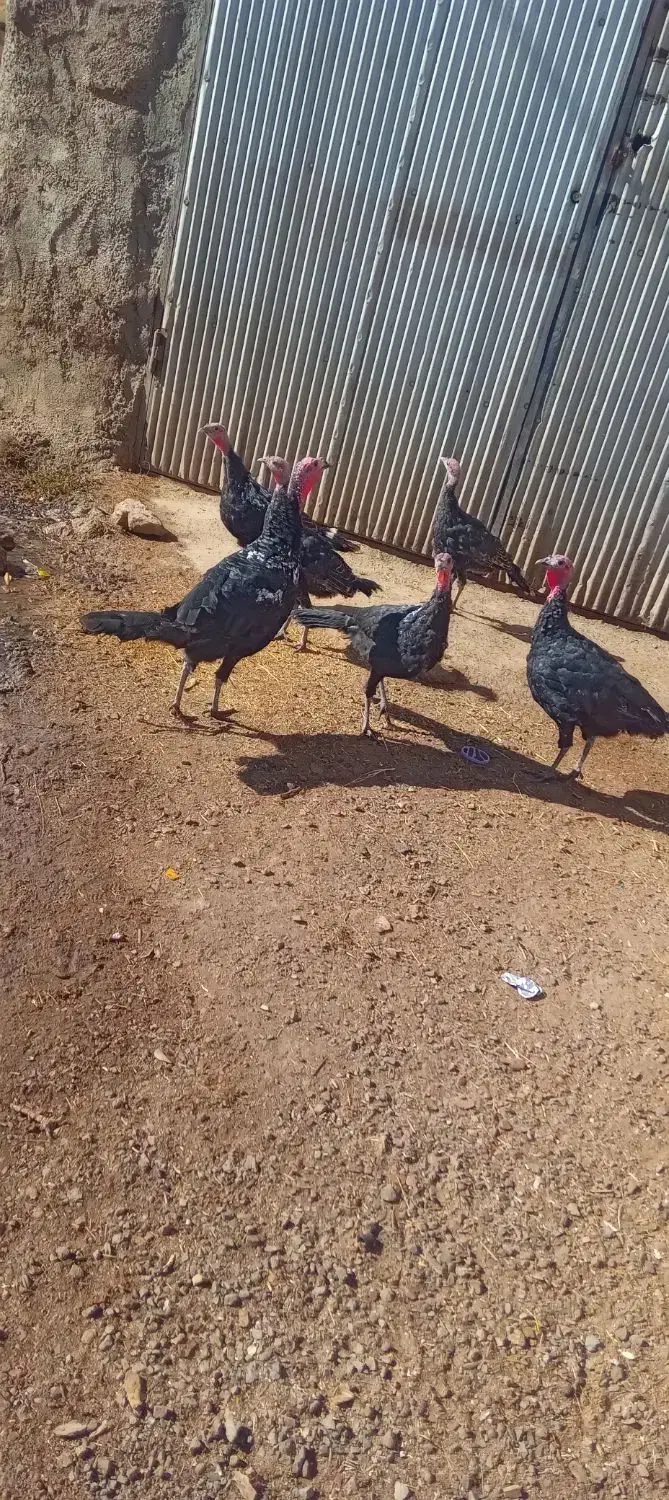 بوقلمون|حیوانات مزرعه|موچش, |دیوار