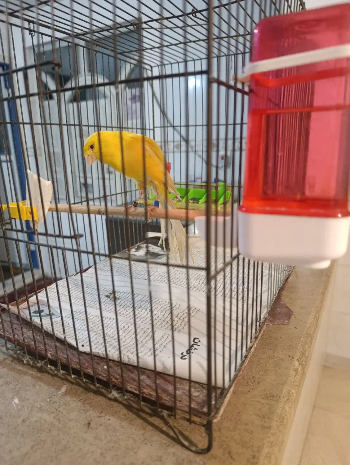 قناری ماده رسمی بلند2025|پرنده|رباط‌کریم, مسکن مهر آبشناسان|دیوار